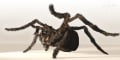 Luca Bonatti - Shelob.jpg