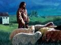 Brad Williams - Sheep.jpg
