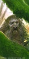 John Howe - Ghan-Buri-Ghan.jpg