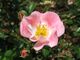 Eglantine.jpg