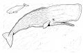 MERP Whales.png