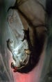 John Howe - Gandalf Falls with the Balrog.jpg