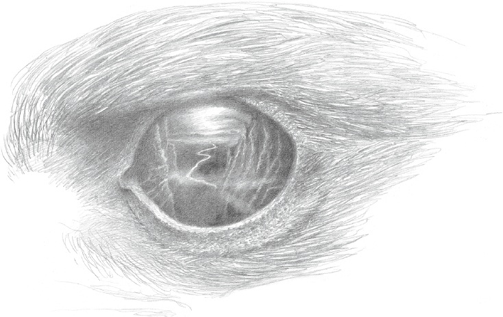 File:Alan Lee - The eagle’s eye.jpg
