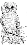 Barrow Owl in MERP