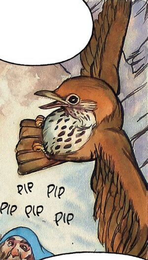 David T. Wenzel - Thrush.jpeg