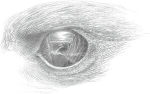 Alan Lee - The eagle’s eye.jpg