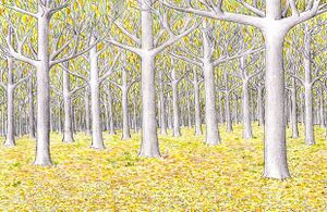 Matěj Čadil - Lothlorien.jpg