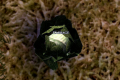 Thumbnail for version as of 11:40, 8 April 2011